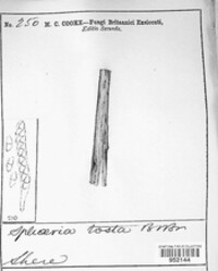 Seimatosporium tostum image